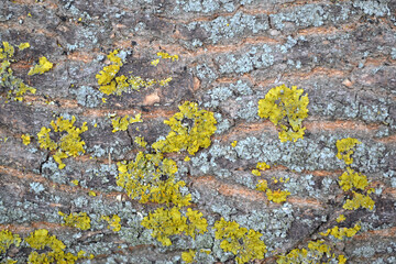 Texture of a tree bark. Preparations for the heating season in the village. Firewood in the yard. Photo of a log