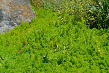 Stonecrop. Sedum. Beautiful herbal abstract background of nature. Spring landscape. Hare cabbage. Green