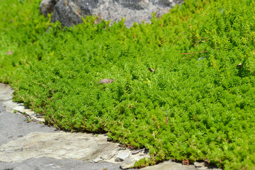 Stonecrop. Sedum. Beautiful herbal abstract background of nature. Spring landscape. Hare cabbage. Green moss. Beautiful