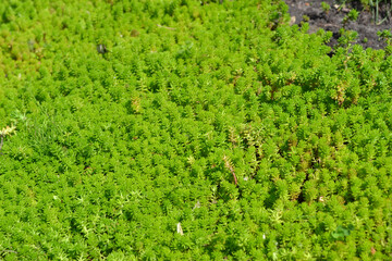 Beautiful herbal abstract background of nature. Sedum. Stonecrop
