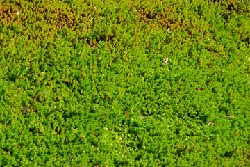 Beautiful herbal abstract background of nature. Sedum. Stonecrop