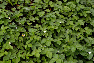 Fragaria vesca. Strawberries. Beautiful herbal background of nature. Bushes of strawberry. Flowers strawberries