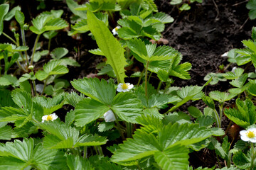 Strawberries. Fragaria vesca. Beautiful herbal abstract background of nature. Spring landscape. Useful green plant. Bushes of strawberry. Flowers strawberries