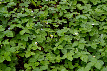 Fragaria vesca. Strawberries. Beautiful herbal abstract background of nature. Spring landscape. Useful green plant. Tasty. Bushes of strawberry. Flowers strawberries