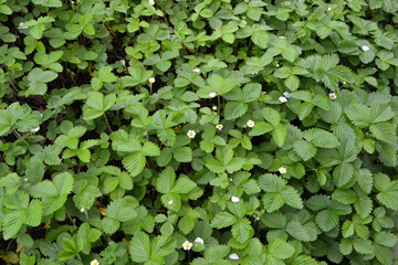 Fragaria vesca. Strawberries. Beautiful herbal abstract background of nature. Spring landscape. Useful plant. Bushes of strawberry. Flowers strawberries