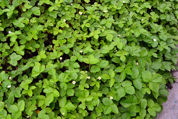 Fragaria vesca. Strawberries. Beautiful background of nature. Bushes of strawberry. Flowers strawberries