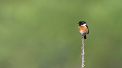 Common Stonechat (Saxicola torquata) sitting on a stick.