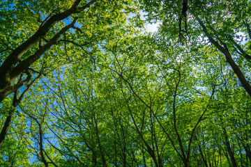 新緑の森　森林浴