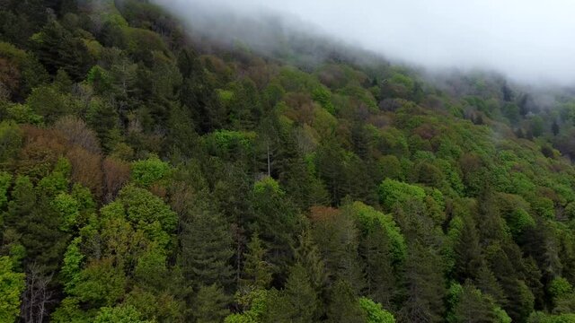 distesa di alberi tra le nuvole