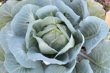 Obraz premium Brassica oleracea. Beautiful vegetable abstract background of nature