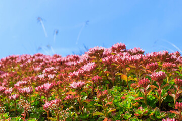 Blooming pink houseleek flowers