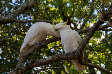 Cackatoos in a tree cuddling and grooming each other