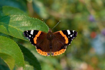 Fototapeta na wymiar red admiral butterfly on a green background