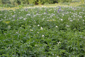 Beautiful background of nature. Potatoes in the garden