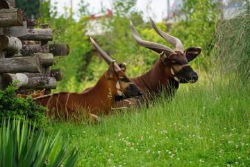 Naklejka na ściany i meble two stripped bongos resting in the tall grass at the zoo