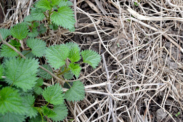 Urtica dioica. Beautiful herbal abstract background of nature. Nettle. Summer landscape. Green burning plant. Treatment plant. Traditional medicine