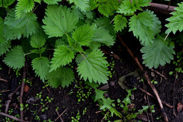 Nettle. Urtica dioica. Beautiful herbal abstract background of nature. Summer landscape. Green burning plant. Treatment plant. Traditional medicine. Summer flower