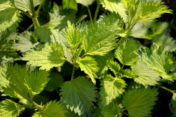 Beautiful herbal background of nature. Summer landscape. Green burning plant. Treatment plant. Traditional. Nettle. Urtica dioica