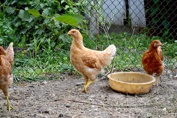 A typical day in the village. Chicken. Gallus gallus. Growing chickens in a chicken coop. Agriculture
