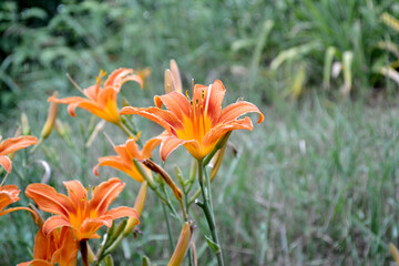 Fototapeta premium Daylily. Hemerocallis. Luxurious large flowers in a pleasant smell. Beautiful flower abstract background of nature. Summer landscape. Perennial. Beautiful orange flowers. Summer flower bed