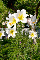 Fototapeta premium Luxurious large flowers in a pleasant smell. Lily. Lilium. Beautiful flower abstract background of nature. Summer landscape. Perennial. Beautiful white flowers