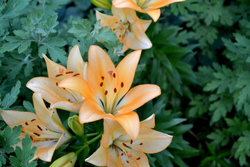 Obraz premium Lilium. Lily. Luxurious large flowers in a pleasant smell. Beautiful flower abstract background of nature. Summer landscape. Perennial. Beautiful yellow flowers. Summer flower bed, garden