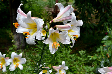 Lilium. Lily. Luxurious large flowers in a pleasant smell. Beautiful flower abstract background of nature. Summer landscape. Perennial. Beautiful white flowers. Summer flower bed, garden