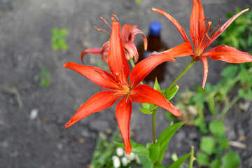Lilium. Lily. Luxurious large flowers in a pleasant smell. Beautiful flower abstract background of nature. Summer landscape. Perennial. Beautiful orange flowers. Summer