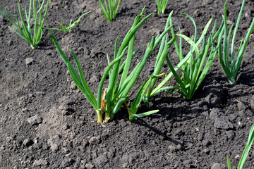 Allium sepa. Onion bulb, green sprouts. Perennial herb