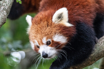 Red Panda in a tree