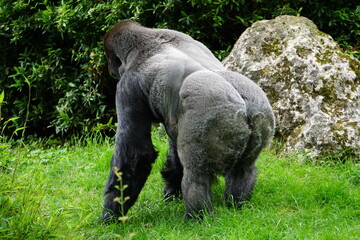 closeup of a big silver back gorilla strolling at the park in the zoo
