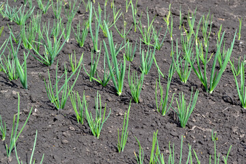 Allium sepa. Onion bulb, green sprouts. Perennial herb