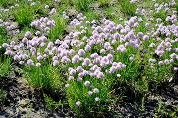 Decorative bow. Allium schoenoprasum. Perennial herbaceous plant. Beautiful flower abstract background of nature. Summer landscape. Floriculture, home flower bed. Home garden, field