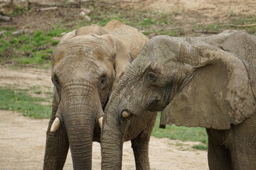 Fototapeta premium two elephants chatting at the zoo