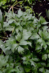Lovage. Levisticum officinal. Beautiful herbal abstract background of nature. Spring landscape. Perennial herbaceous plant, monotypic genus of the family Umbrella