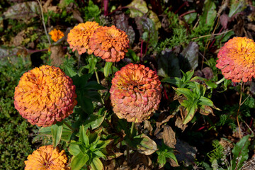 Gardening. Flower Zinnia. Beautiful flower abstract background of nature. Summer landscape. Zinnia, a genus of annual and perennial grasses and dwarf shrubs of the Asteraceae family. Summer