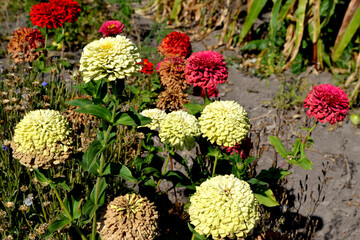 Flower Zinnia. Beautiful background of nature. Gardening. Summer landscape. Zinnia, a genus of...