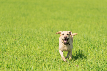 Yellow Labrador Retriever dog, running in the park