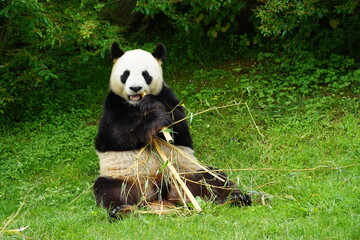 giant panda eating bamboo