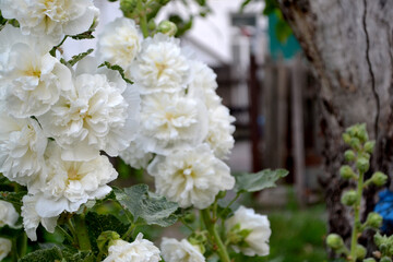 Alcea Large, curly flowers. Mallow. Malva. Beautiful flower abstract background of nature