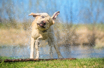Labrador dog shaking off water after swimming