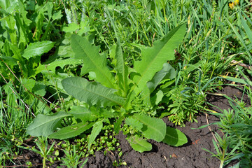 Beautiful herbal abstract background of nature. Euphorbia. Euphorbia wild. Spring landscape. Green weed in the garden. Juicy green leaves. Spring flower bed