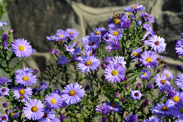 Obraz premium Aster alpinus. Beautiful flower abstract background of nature. Astra perennial. Astra Alpine. Summer landscape. Floriculture, home flower bed. Delicate purple flowers, perennial plant. House