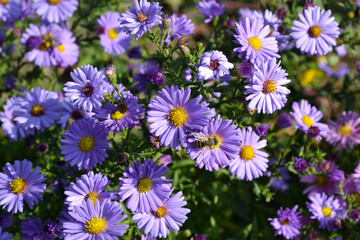 Aster alpinus. Beautiful flower abstract background of nature. Astra perennial. Astra Alpine