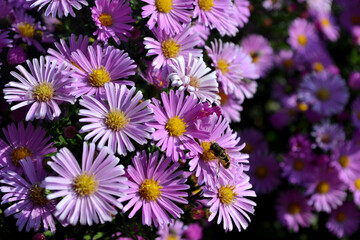 Aster alpinus. Beautiful flower abstract background of nature. Astra perennial. Astra Alpine