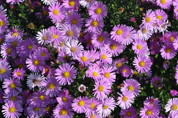 Beautiful flower abstract background of nature. Astra perennial. Astra Alpine. Aster alpinus. Floriculture, home flower bed. Delicate purple flowers, perennial