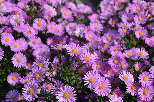 Beautiful flower abstract background of nature. Astra perennial. Astra Alpine. Aster alpinus. Floriculture, home flower bed. Delicate purple flowers, perennial plant