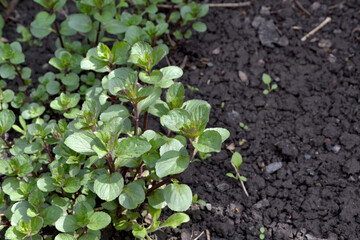 Mint. Mentha. Bushes mint. Beautiful herbal abstract background of nature. Summer landscape. Floriculture, home flower bed. Lush green leaves with a pleasant smell. House, garden, flowerbed