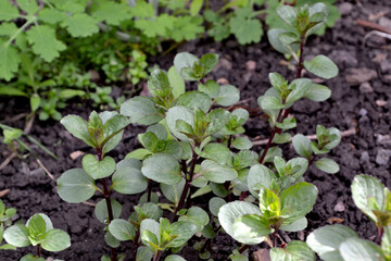 Mint. Mentha. Beautiful herbal abstract background of nature. Bushes mint. Summer landscape. Floriculture, home flower bed. Lush green leaves with a pleasant smell. House, garden