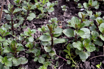 Mint. Beautiful herbal abstract background of nature. Mentha. Bushes mint. Summer landscape. Floriculture, home flower bed. Lush green leaves with a pleasant smell. House, garden